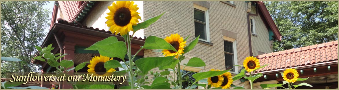 Sunflowers at our Monastery