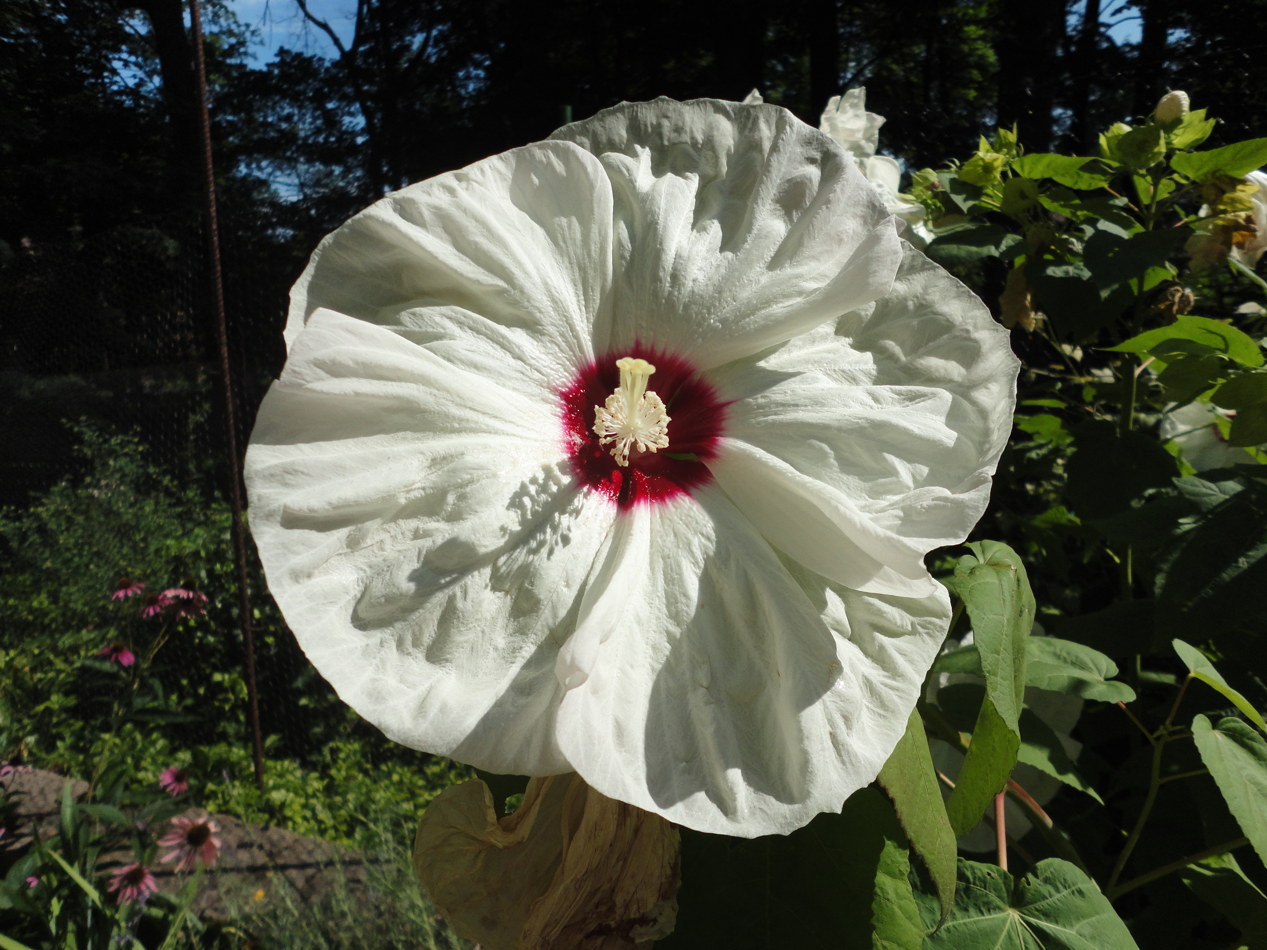 Hibiscus.JPG